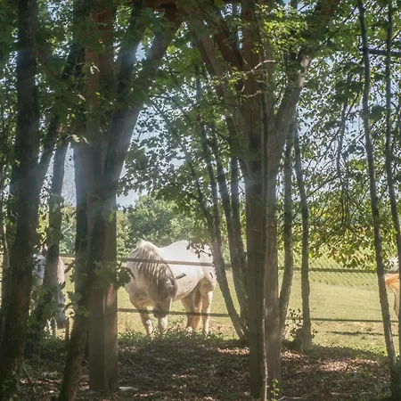 Bois Des Nauzes * Seyches